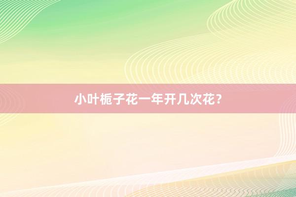 小叶栀子花一年开几次花?
