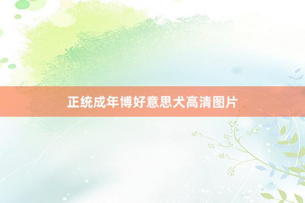 正统成年博好意思犬高清图片
